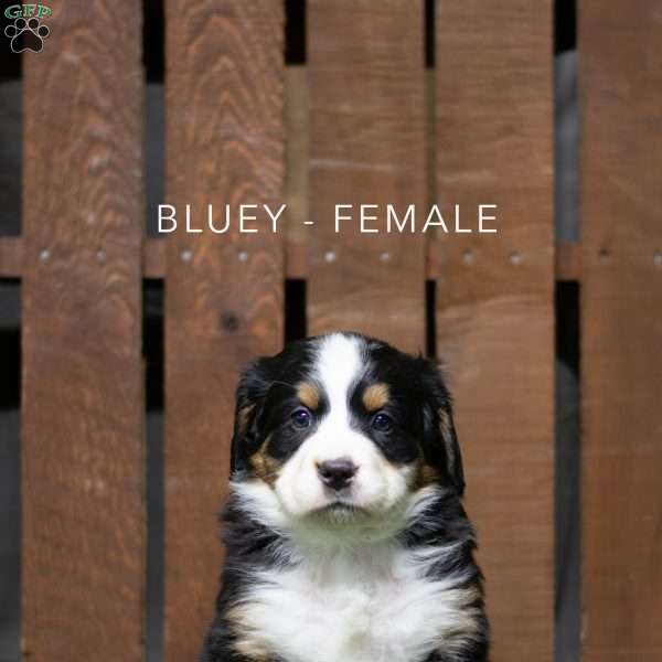 Blue, Bernese Mountain Dog Puppy